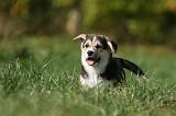 CORGI PEMBROKE 1147